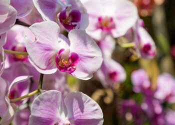 Orchidea: come gestire le radici che escono dal vaso
