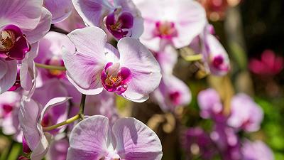 Orchidea: come gestire le radici che escono dal vaso