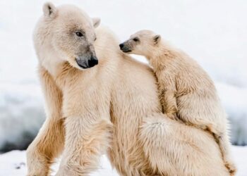 Orsi polari: ideata nuova tecnologia radar per proteggerli dalle interferenze umane