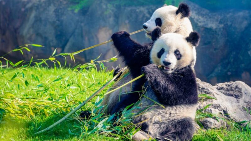 Animali: i ricercatori della Tokyo Metropolitan University ne individuano i ritmi di alimentazione