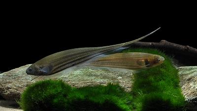Il movimento connette varie specie: un nuovo studio coinvolge i pesci coltello di vetro