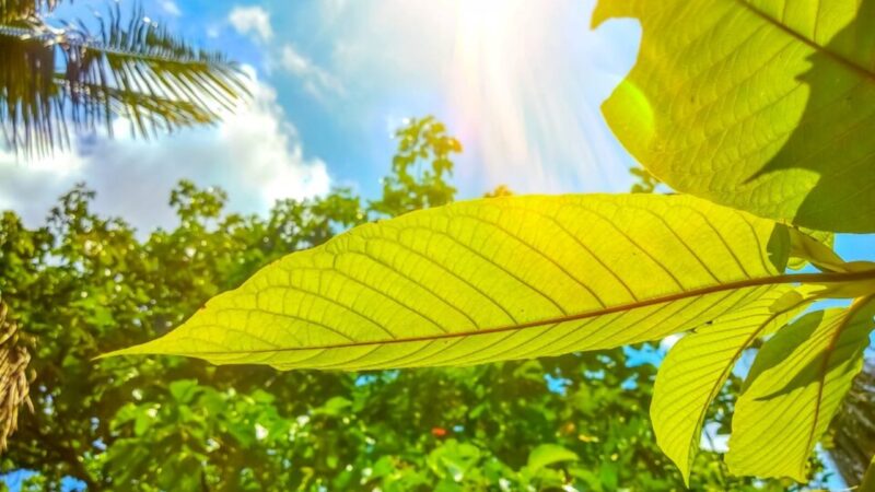 Piante: svelate conversazioni silenziose che si verificano attraverso molecole volatili