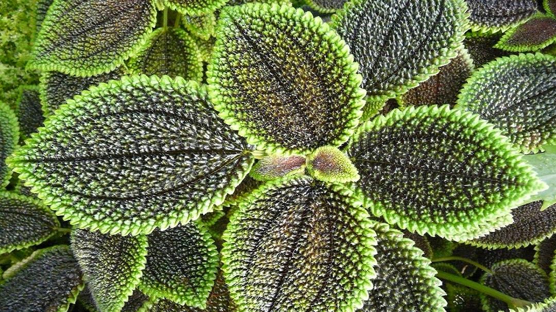 Piante: svelate conversazioni silenziose che si verificano attraverso molecole volatili