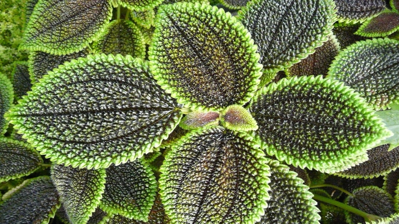 Piante: svelate conversazioni silenziose che si verificano attraverso molecole volatili