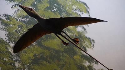 Rettili volanti: gli antichi pterosauri e le capacità di planare dei rettili moderni
