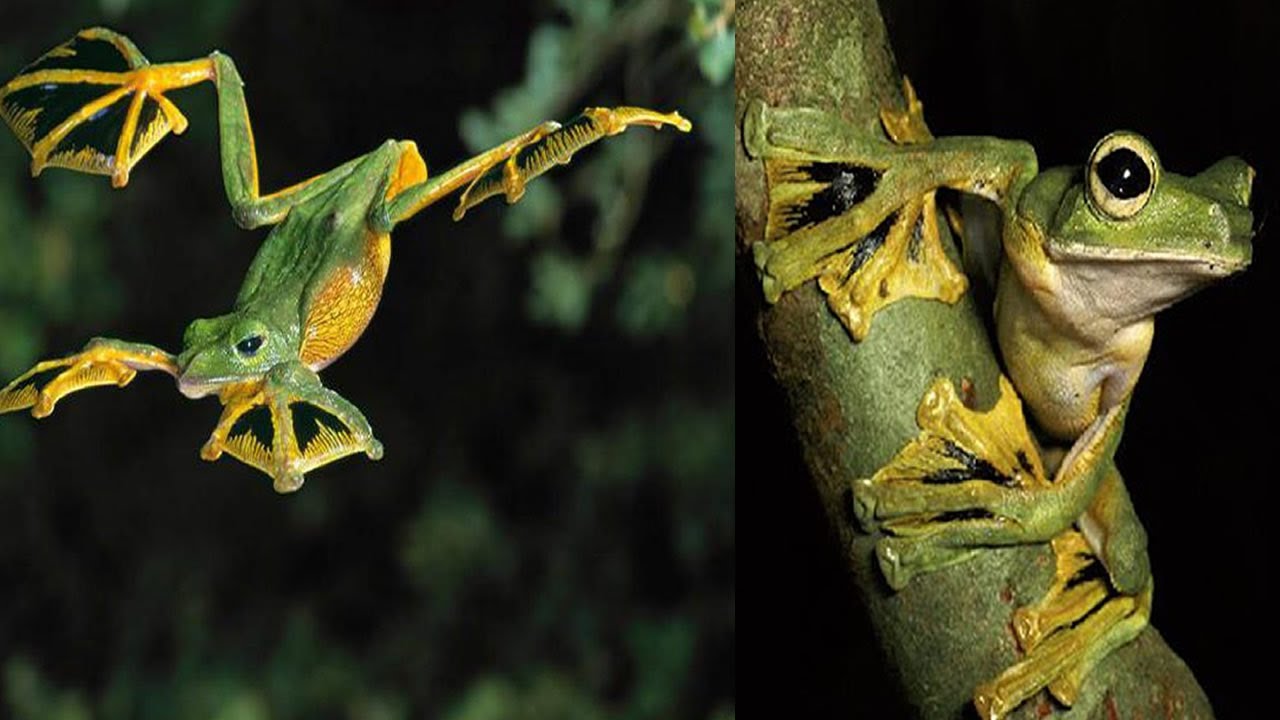 Rane volanti di Wallace: al centro di uno studio pubblicato su Behavioral Ecology and Sociobiology