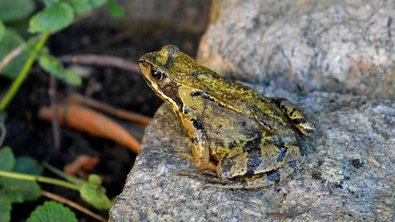 Anfibi a rischio estinzione: il cambiamento climatico minaccia il 41% delle specie