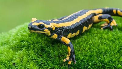 Salamandre: nuovi studi svelano i segreti dell’alimentazione dei primi vertebrati terrestri