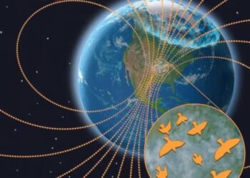 Migrazioni degli uccelli: uno studio ha valutato l'impatto delle tempeste geomagnetiche