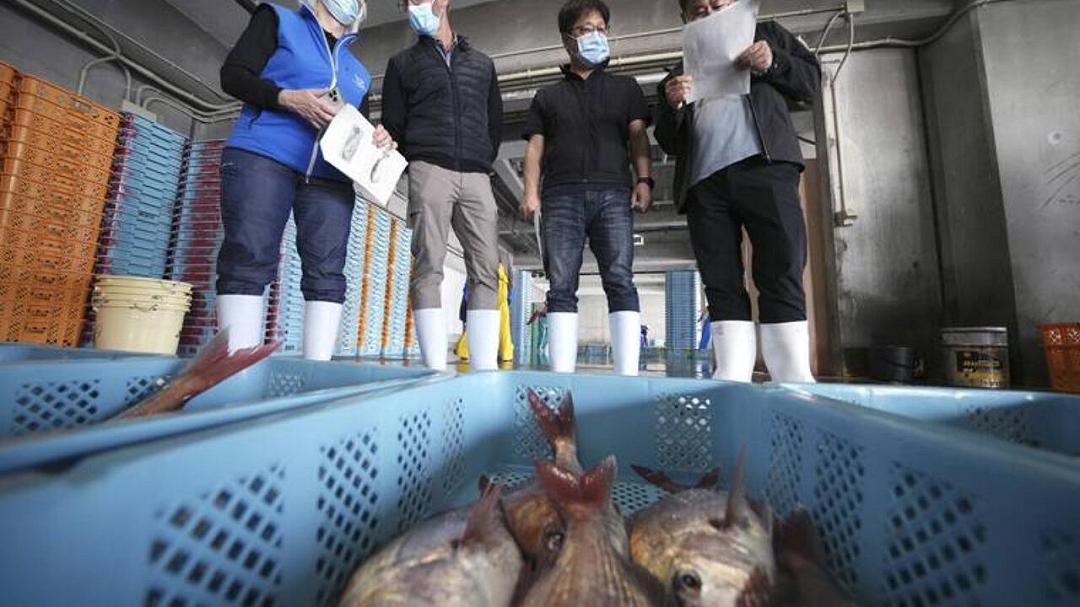 Test sui pesci di Fukushima dopo il rilascio di acqua dalla centrale nucleare