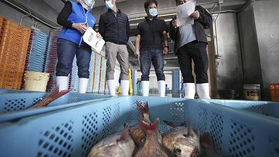 Test sui pesci di Fukushima dopo il rilascio di acqua dalla centrale nucleare