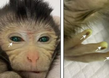 È nata la prima scimmia chimera della storia con occhi verdi e polpastrelli luminosi