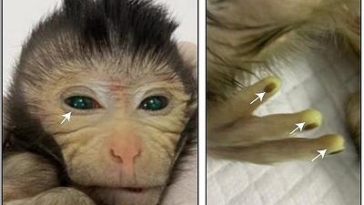È nata la prima scimmia chimera della storia con occhi verdi e polpastrelli luminosi