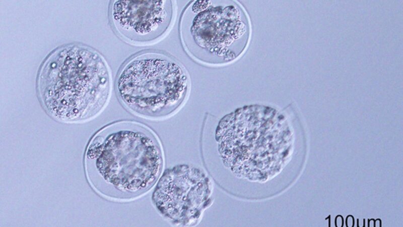 Embrioni di topo sono stati fatti crescere nello spazio per la prima volta