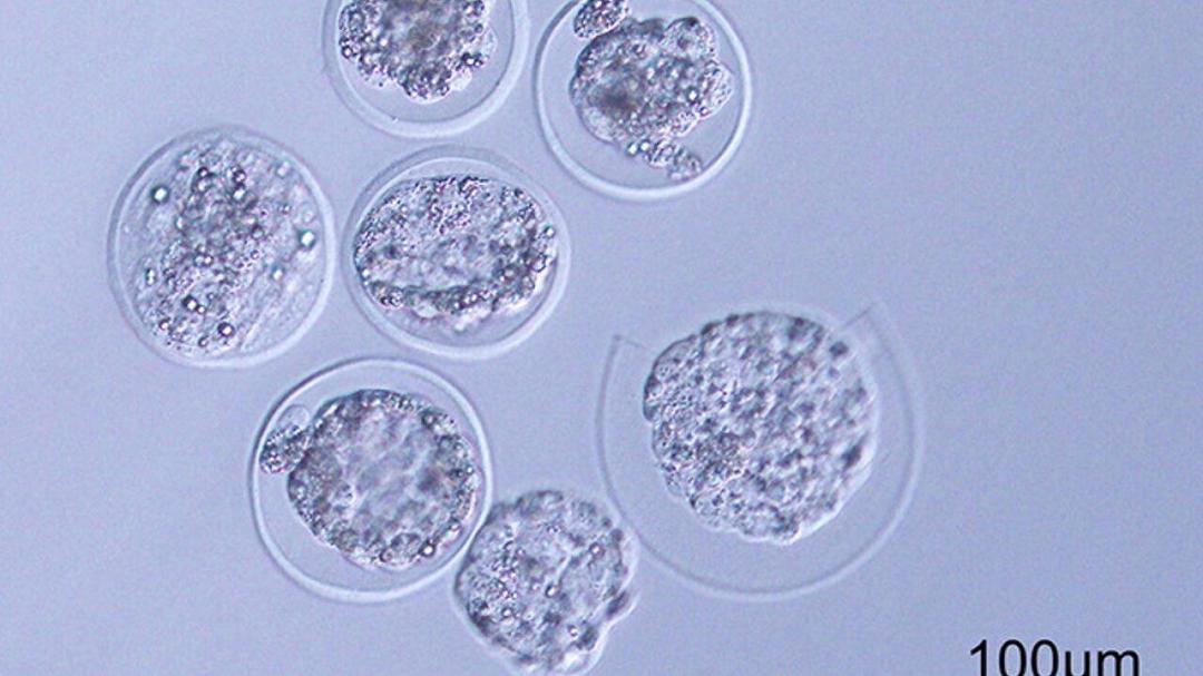Embrioni di topo sono stati fatti crescere nello spazio per la prima volta