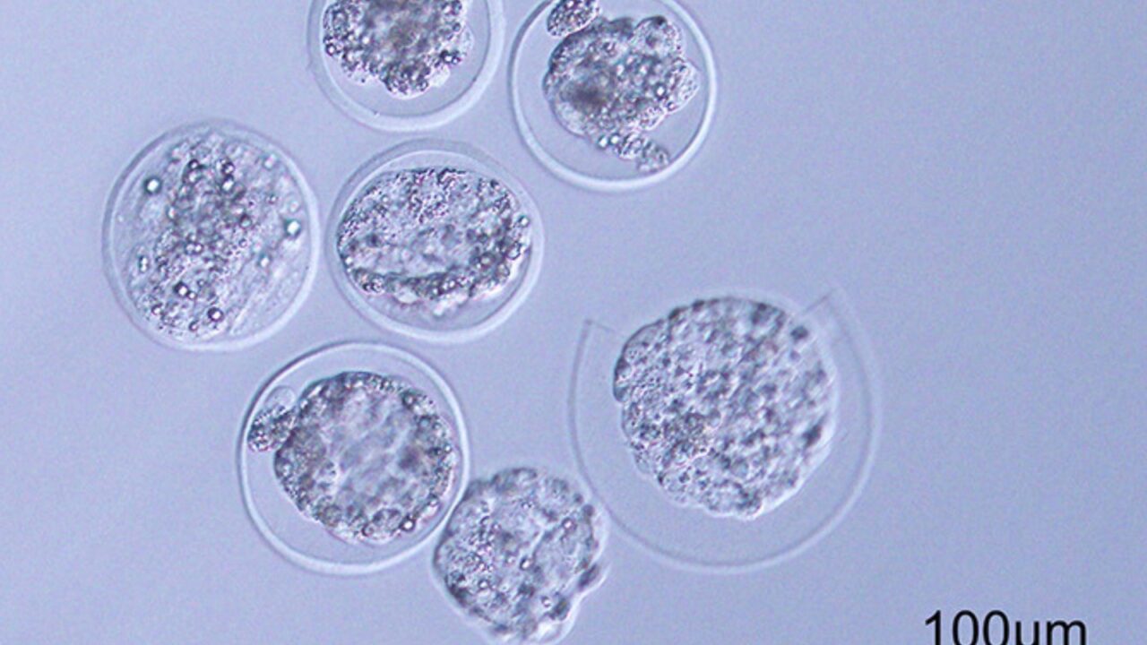 Embrioni di topo sono stati fatti crescere nello spazio per la prima volta