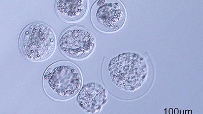 Embrioni di topo sono stati fatti crescere nello spazio per la prima volta