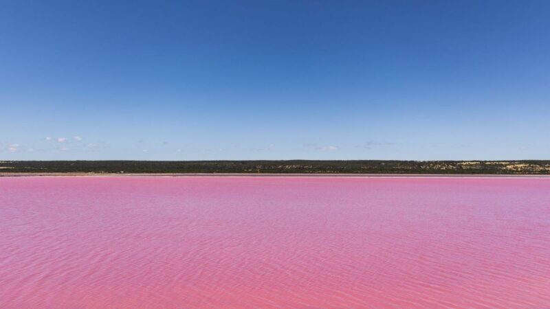 Stagno si tinge di rosa: allarme per l’ecosistema alle Hawaii