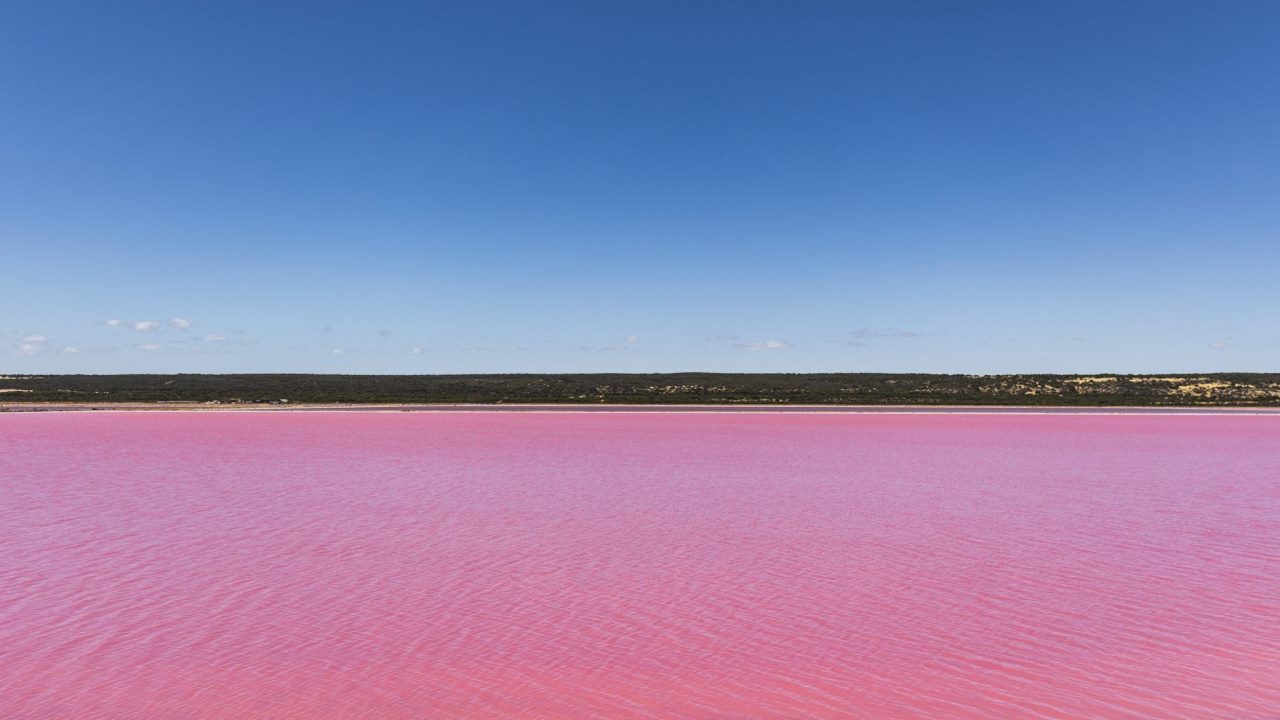 Stagno si tinge di rosa: allarme per l’ecosistema alle Hawaii