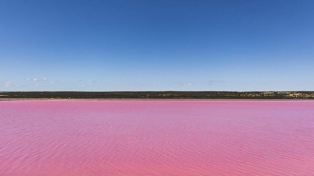 Stagno si tinge di rosa: allarme per l’ecosistema alle Hawaii