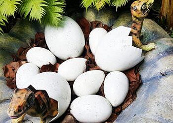 Dinosauri: nuovi dettagli emergono dall'analisi delle uova di Qianlong shouhu