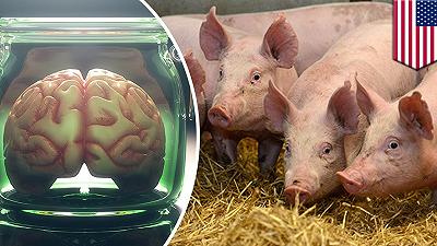 Il cervello di un maiale è stato mantenuto attivo, fuori dal suo corpo, per cinque ore