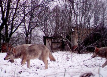 Lupi di Chernobyl: grazie ad una mutazione genetica sviluppano la resistenza al cancro