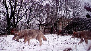 Lupi di Chernobyl: grazie ad una mutazione genetica sviluppano la resistenza al cancro