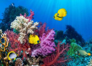 Uno zoo olandese crea un'“Arca di Noè” per preservare le barriere coralline in via di estinzione