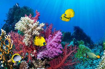 Uno zoo olandese crea un’“Arca di Noè” per preservare le barriere coralline in via di estinzione