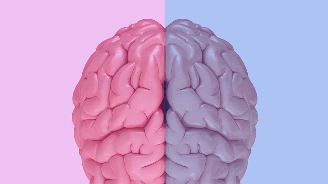 Uomini e donne non sono uguali: l’IA individua le differenze nel cervello in un nuovo studio statunitense