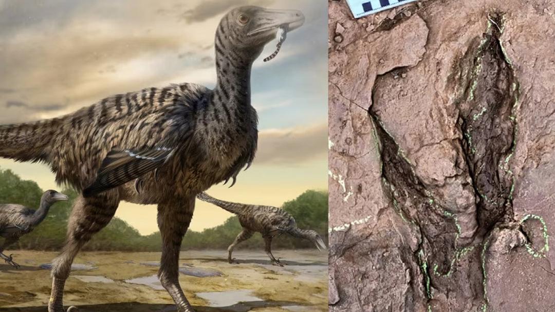 Raptor più grande di sempre, scoperte le impronte: Jurassic Park sembra reale