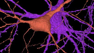 Tessuto cerebrale: creata la più grande mappa 3D navigabile