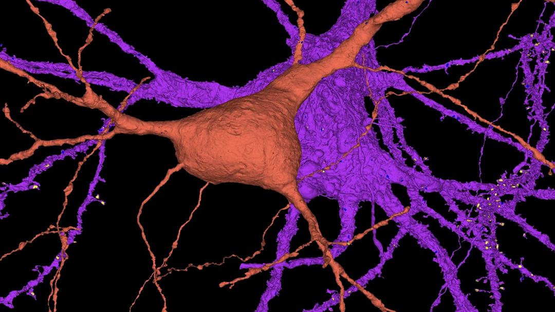 Tessuto cerebrale: creata la più grande mappa 3D navigabile