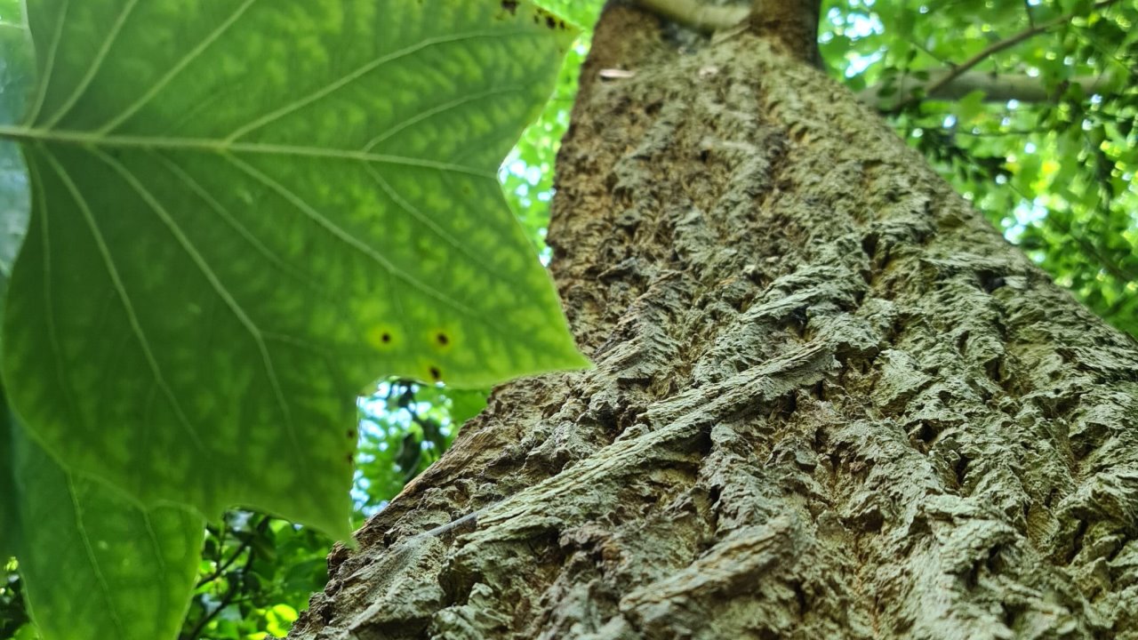 Scoperto un legno che cattura l’anidride carbonica