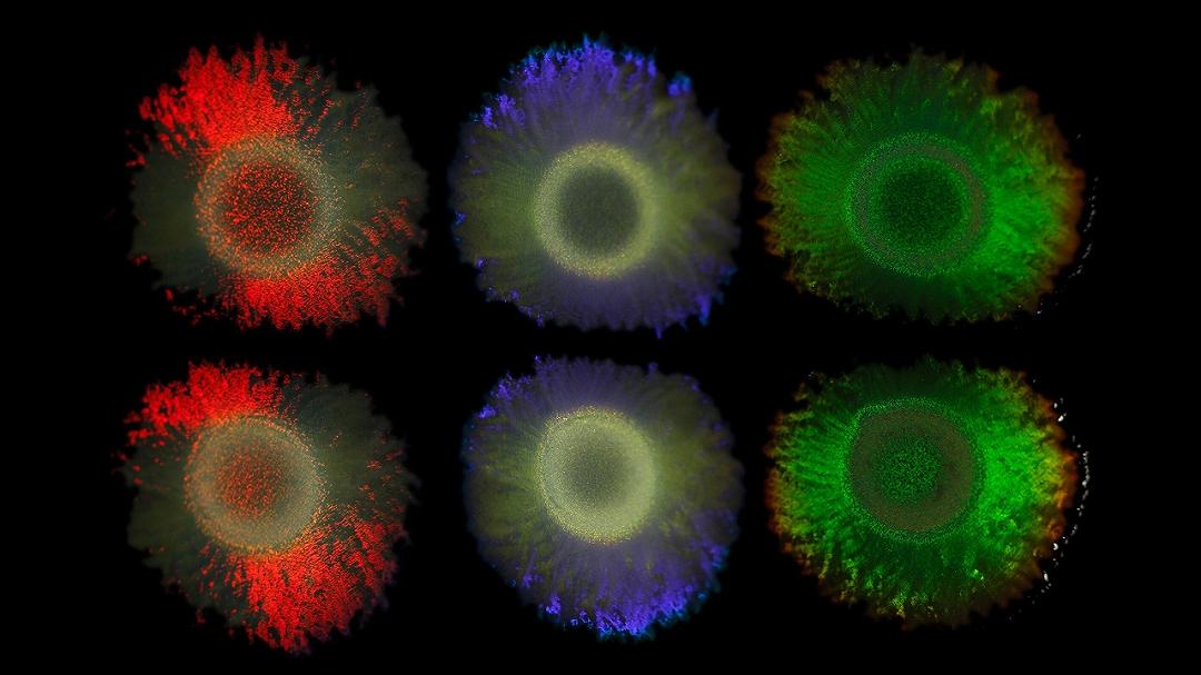 I ricercatori hanno individuato i geni responsabili dei colori brillanti dei batteri