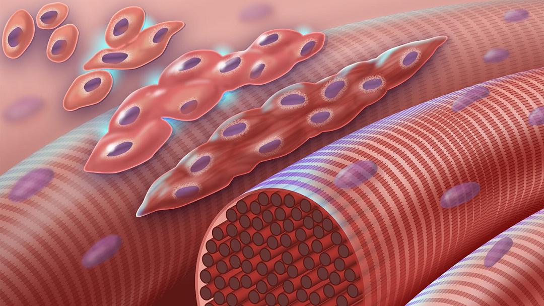 Un idrogel ricavato dai batteri stimola la rigenerazione muscolare