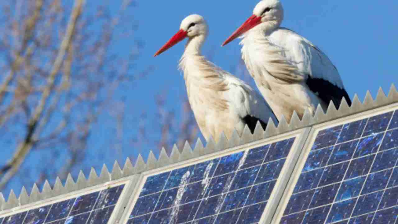 Parchi fotovoltaici e biodiversità