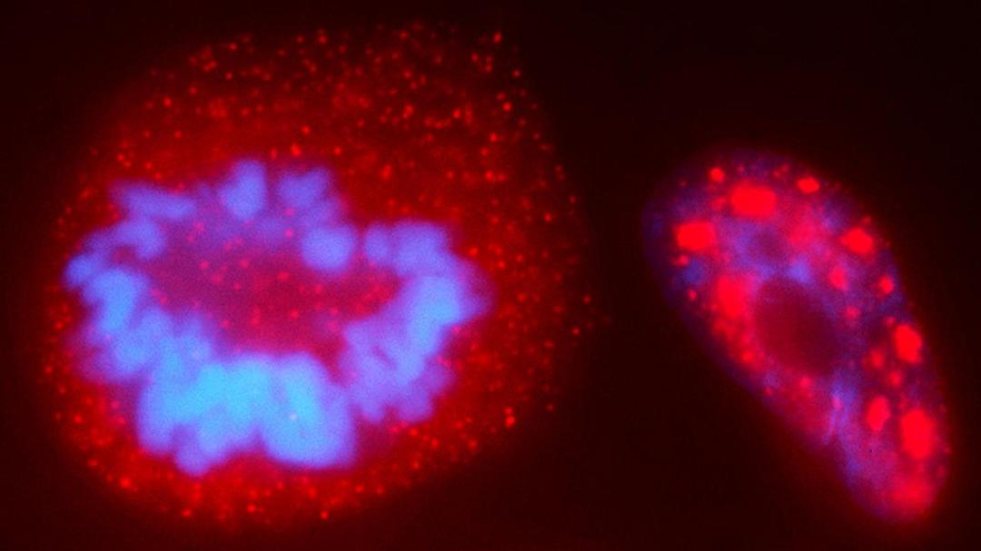 Uno strumento è in grado di spostare i filamenti di DNA per trovare nuove soluzioni alle malattie