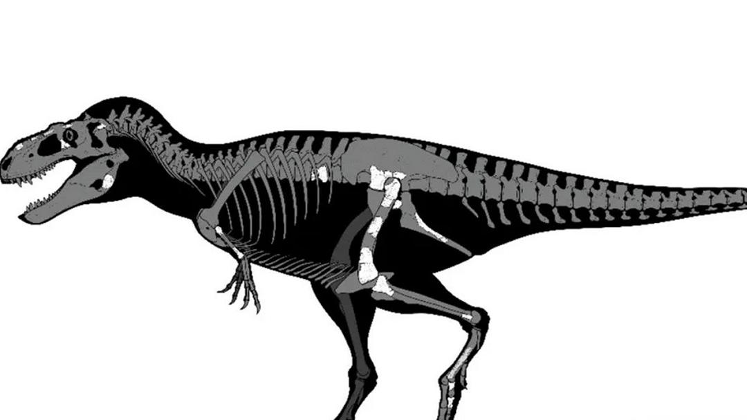 Un nuovo dinosauro scoperto in Messico rivoluziona la storia dei tirannosauri