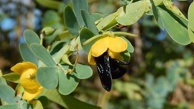 I batteri nel terreno aumentano l’attrattiva dei fiori per gli impollinatori