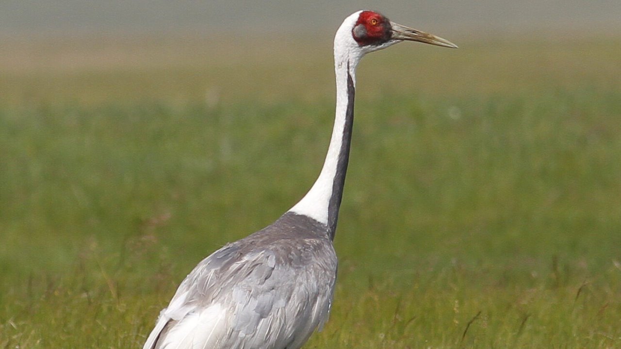 Uno studio sulle specie di gru ha analizzato come sopravvivono in ambienti complessi