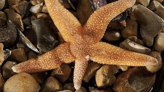 Lo studio delle capacità rigenerative delle stelle marine potrebbe essere utile per la guarigione delle lesioni agli arti negli umani