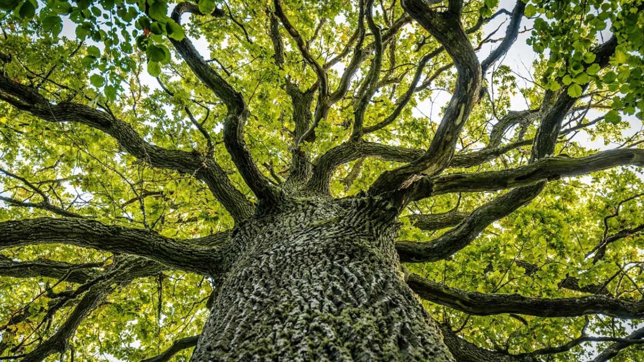 Un’analisi globale rivela il pericolo di estinzione degli alberi