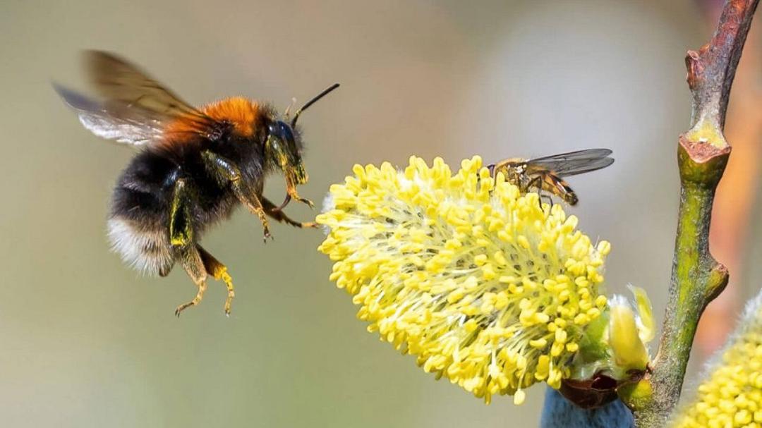 Droni e tracciamento: un nuovo approccio per monitorare il comportamento degli insetti