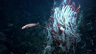 Ecosistema animale sotto il fondale marino: scoperta sensazionale