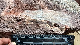 Fossili di dinosauro ritrovati a Hong Kong: una scoperta epica