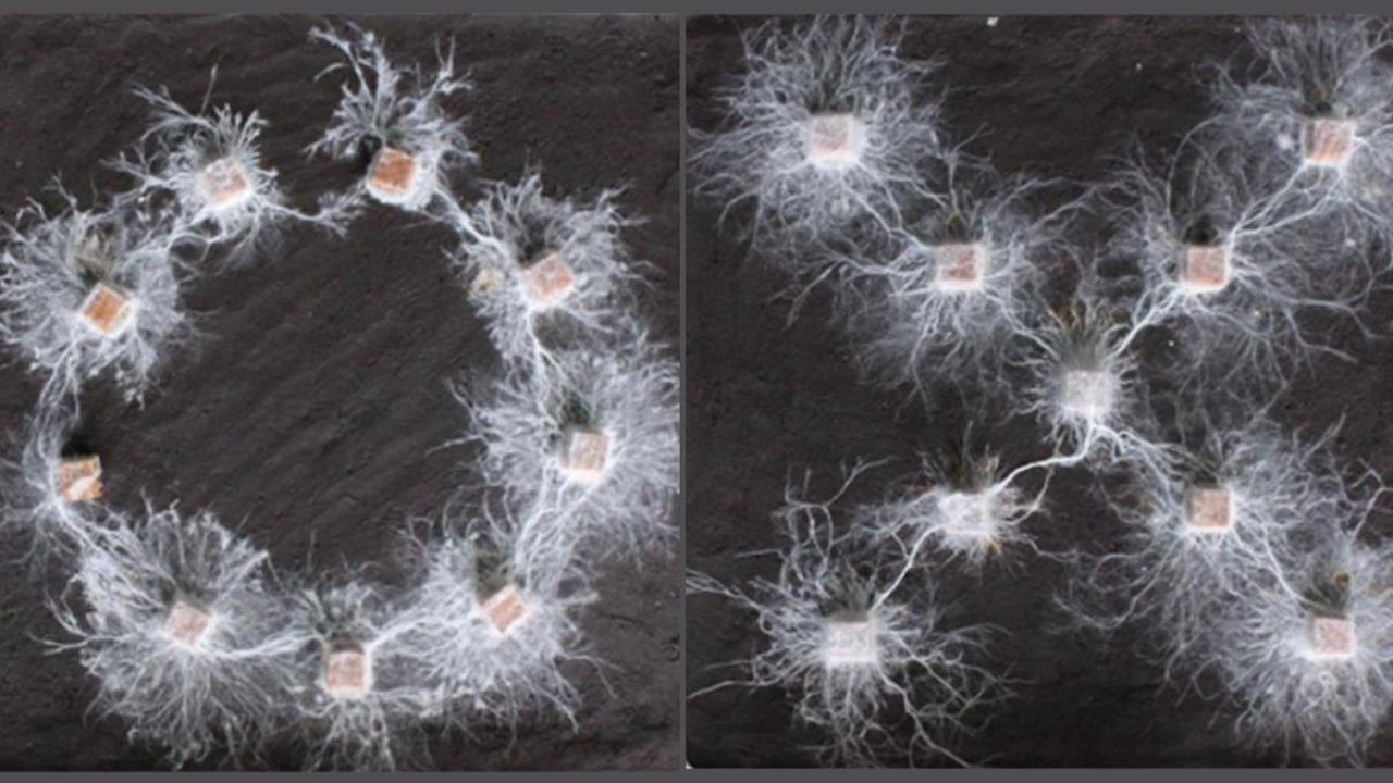 I funghi dimostrano abilità cognitive: scoperta straordinaria