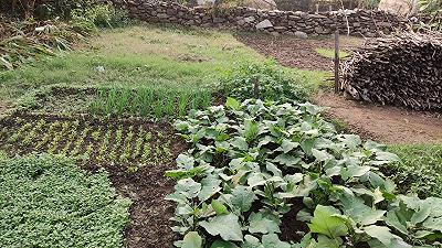 Svelati i segreti del successo dei programmi di giardinaggio domestici