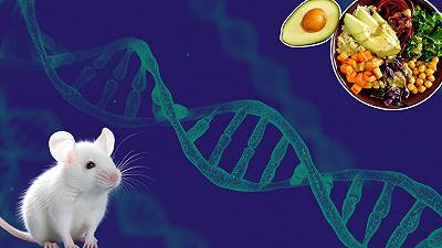 Il segreto per vivere più a lungo: il tuo DNA conta molto più di ciò che (non) mangi